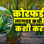 Aloe Vera Farming in Hindi