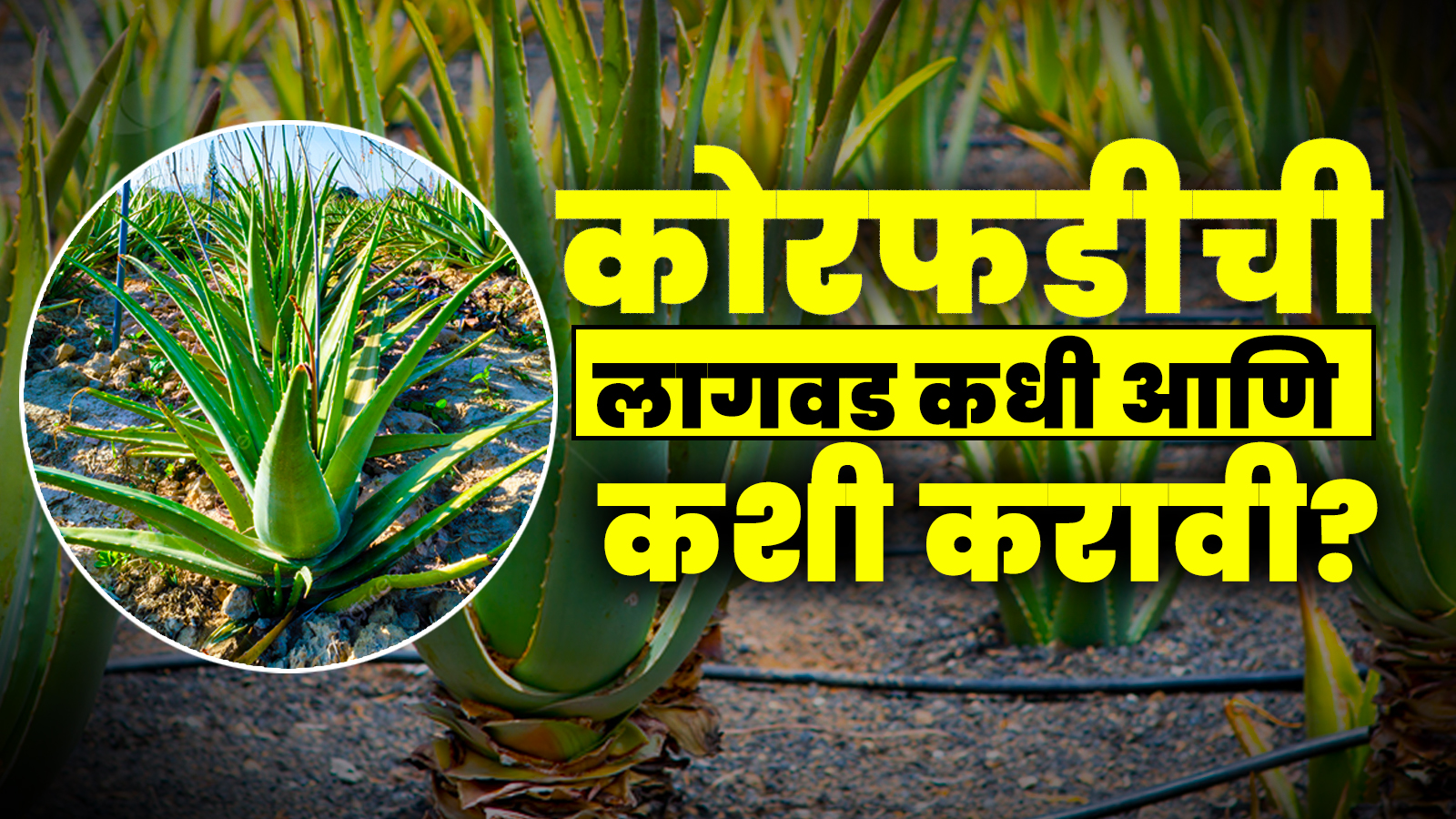 Aloe Vera Farming in Hindi